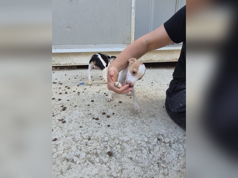 Raven, Ein kleines Leben mit großen Träumen