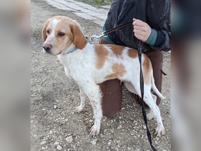 Fenix, fast verhungert