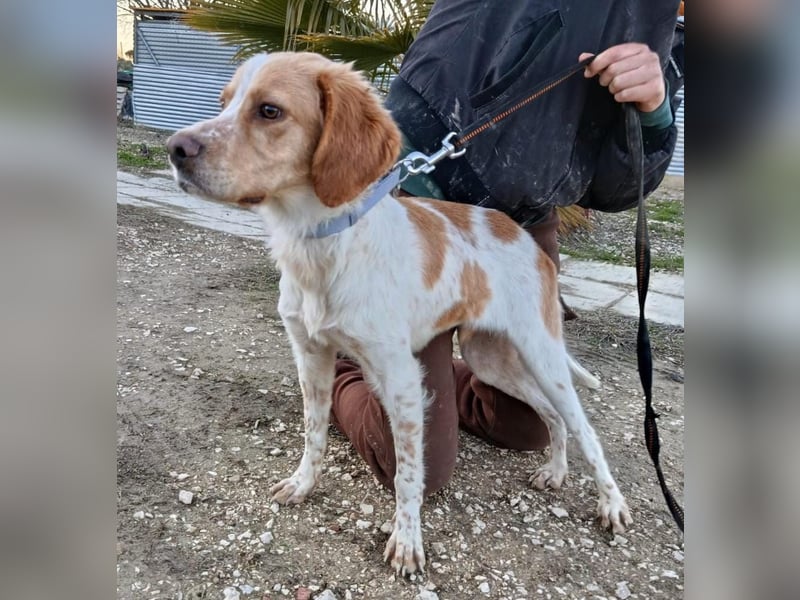 Fenix, fast verhungert