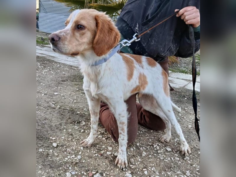 Fenix, fast verhungert