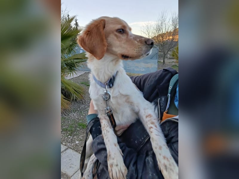 Fenix, fast verhungert