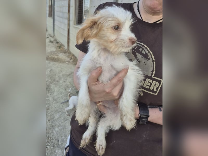 Aslan , Kleiner Herzensbrecher sucht sein Für-immer-Zuhause