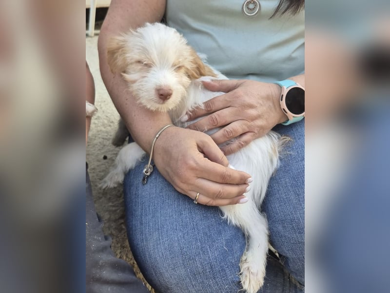 Aslan , Kleiner Herzensbrecher sucht sein Für-immer-Zuhause