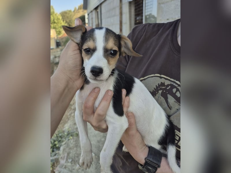 Robin, Ein Herz auf vier Pfoten sucht sein Glück
