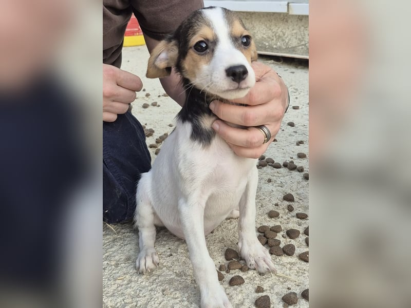 Robin, Ein Herz auf vier Pfoten sucht sein Glück