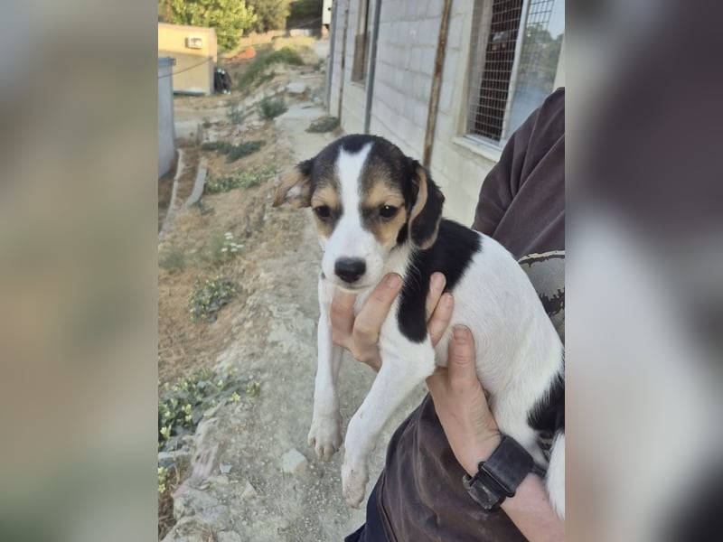 Robin, Ein Herz auf vier Pfoten sucht sein Glück
