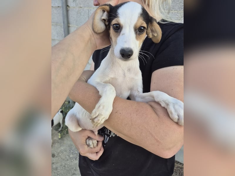 Cosmo, Raus aus dem Tierheim, hinein ins Glück