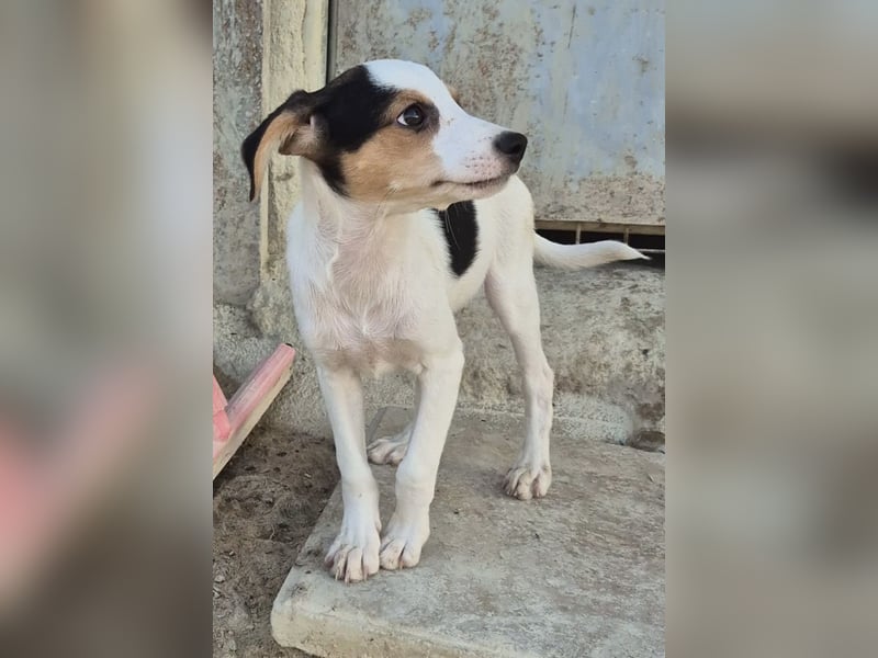 Cosmo, Raus aus dem Tierheim, hinein ins Glück