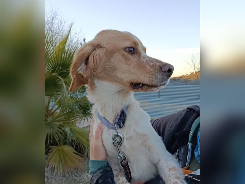 Fenix, fast verhungert