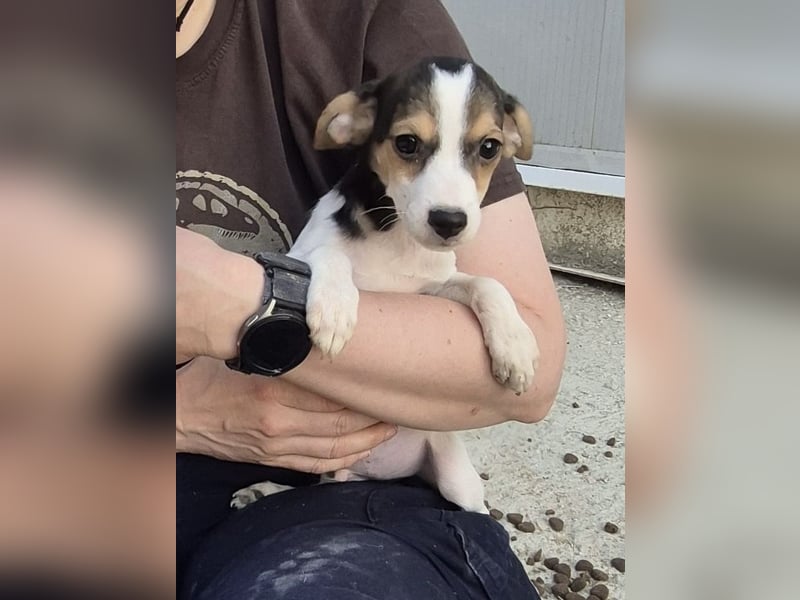 Robin, Ein Herz auf vier Pfoten sucht sein Glück