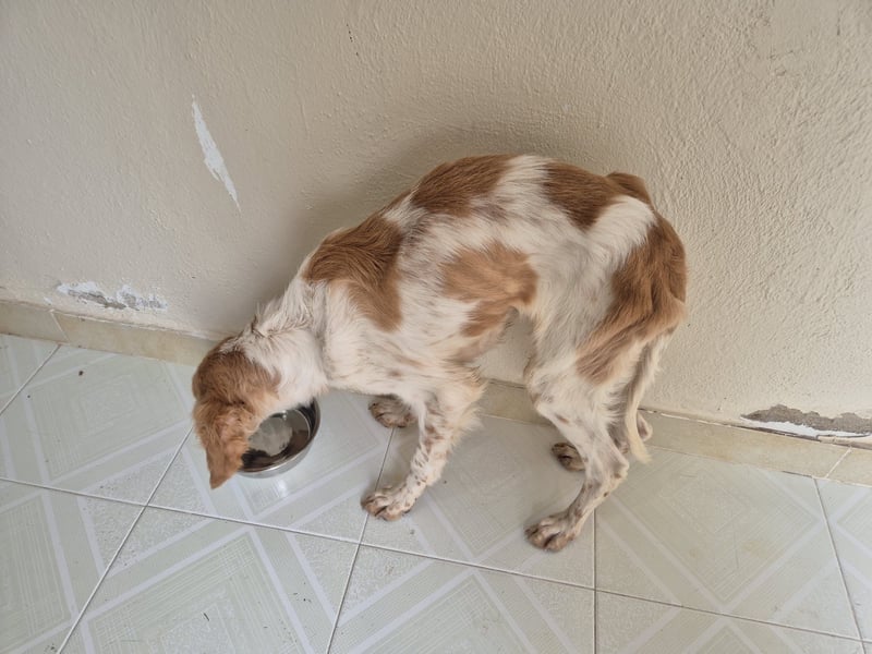 Fenix, fast verhungert