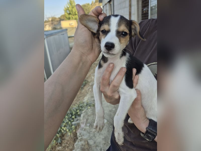 Robin, Ein Herz auf vier Pfoten sucht sein Glück