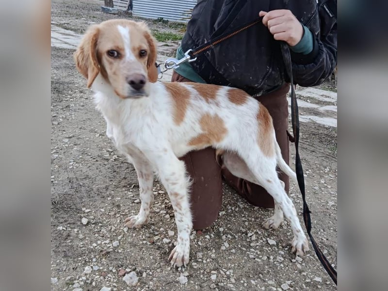 Fenix, fast verhungert