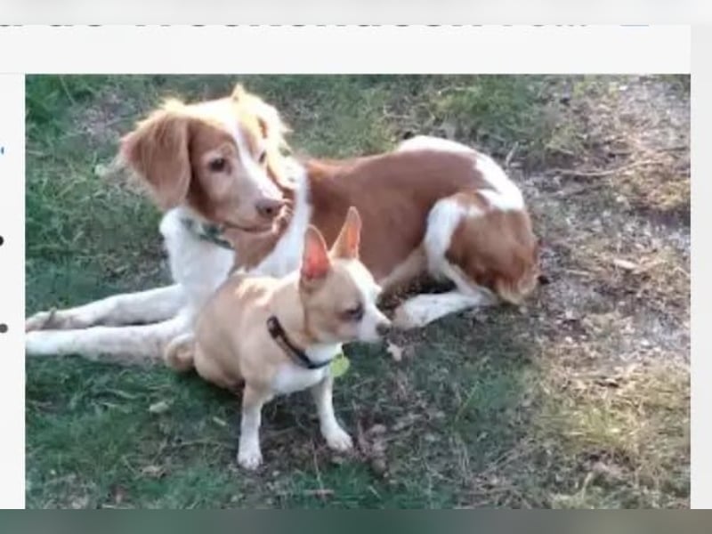Dama & Coco - Ihr Zuhause haben sie verloren, aber einander dürfen sie niemals verlieren