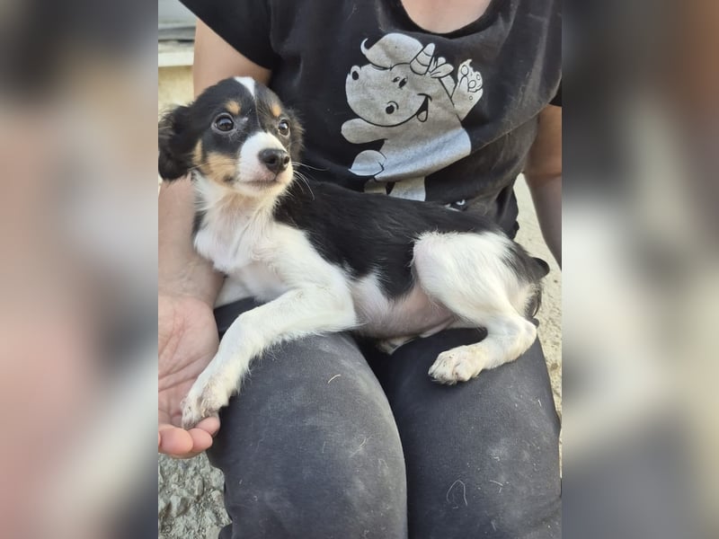 Batman, klein neugierig und voller Lebensfreude