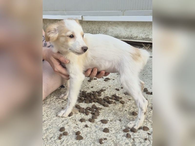 Wanda, Eine kleine Entdeckerin sucht ihr Zuhause