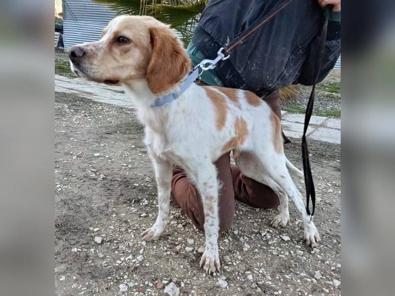 Fenix, fast verhungert