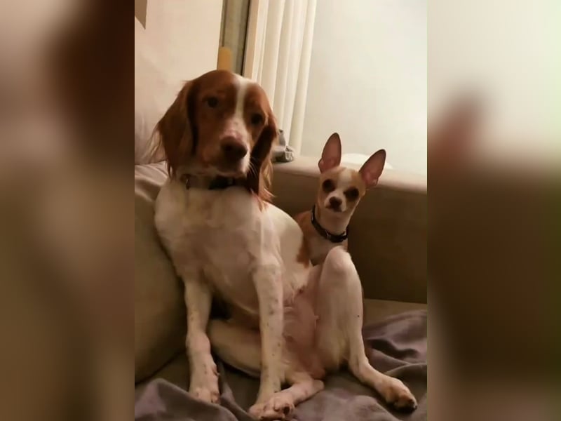 Dama & Coco - Ihr Zuhause haben sie verloren, aber einander dürfen sie niemals verlieren