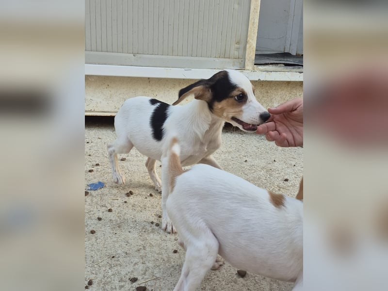 Cosmo, Raus aus dem Tierheim, hinein ins Glück