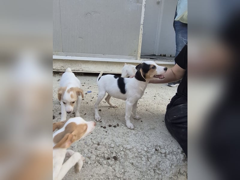 Cosmo, Raus aus dem Tierheim, hinein ins Glück