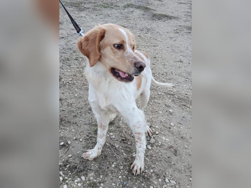 Fenix, fast verhungert