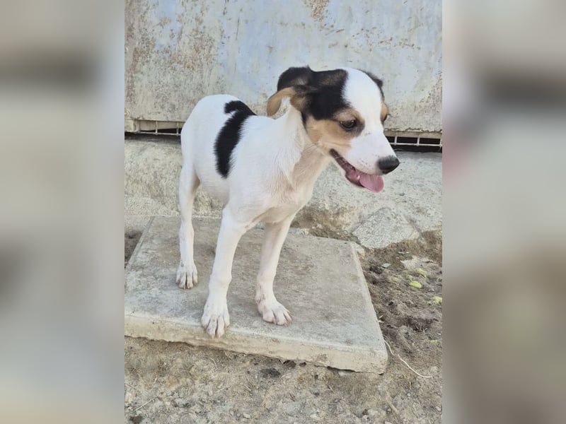 Cosmo, Raus aus dem Tierheim, hinein ins Glück