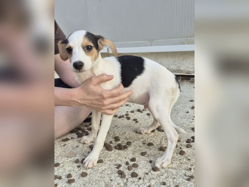 Cosmo, Raus aus dem Tierheim, hinein ins Glück