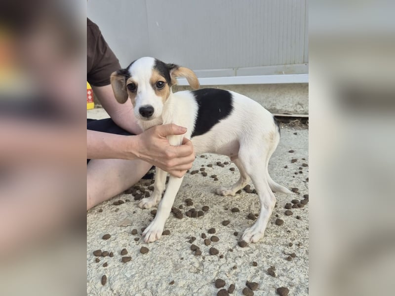 Cosmo, Raus aus dem Tierheim, hinein ins Glück