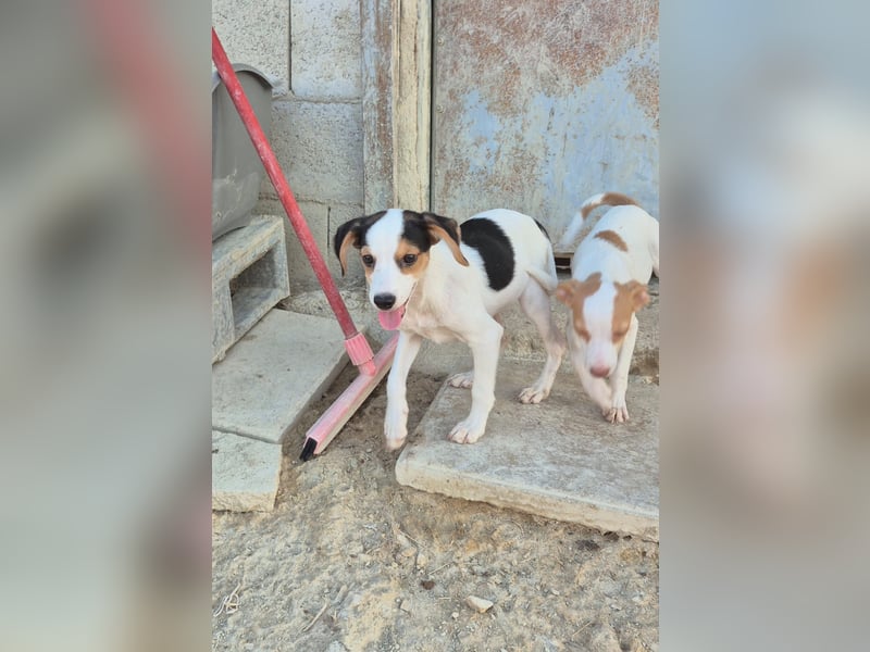 Cosmo, Raus aus dem Tierheim, hinein ins Glück