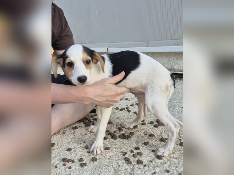 Cosmo, Raus aus dem Tierheim, hinein ins Glück