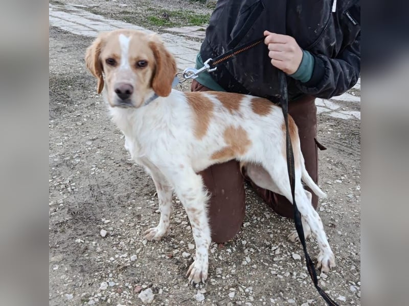 Fenix, fast verhungert