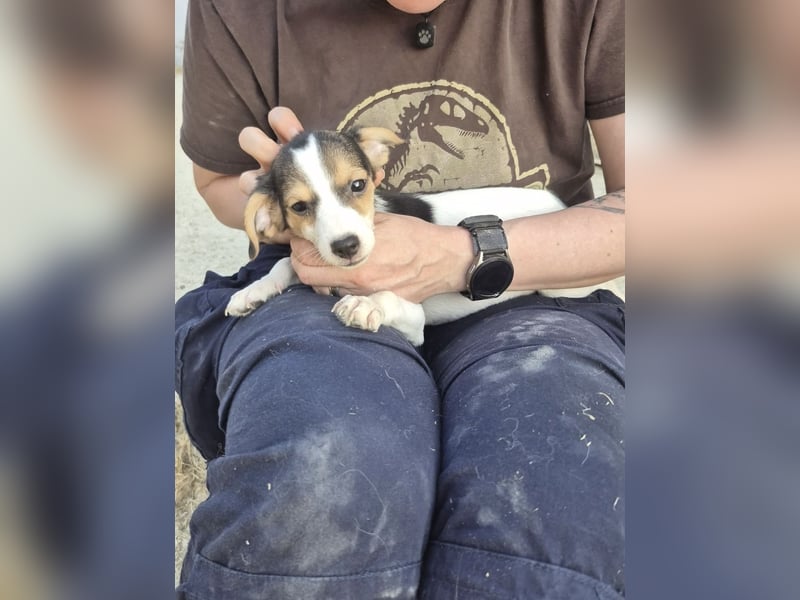 Robin, Ein Herz auf vier Pfoten sucht sein Glück