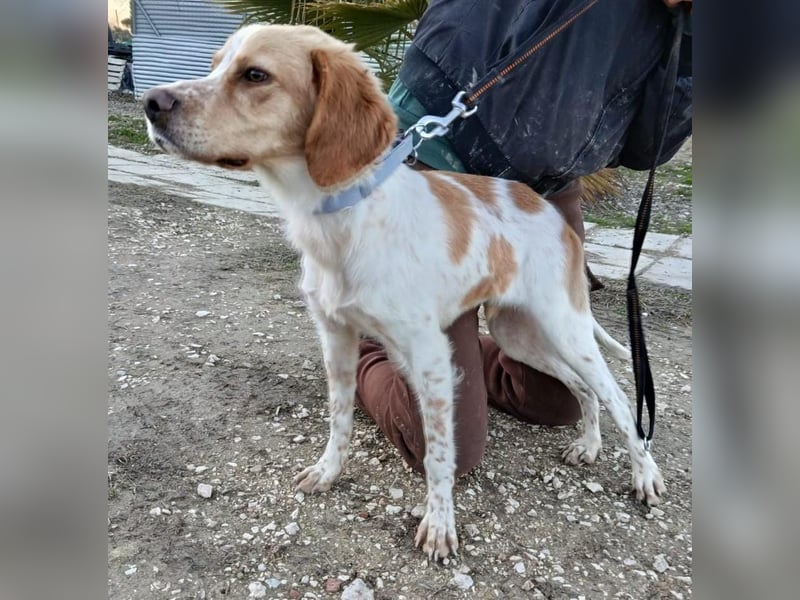 Fenix, fast verhungert