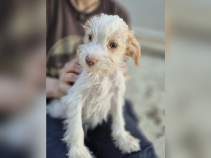 Aslan , Kleiner Herzensbrecher sucht sein Für-immer-Zuhause