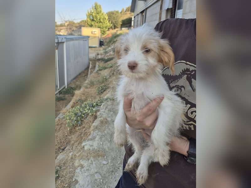 Aslan , Kleiner Herzensbrecher sucht sein Für-immer-Zuhause