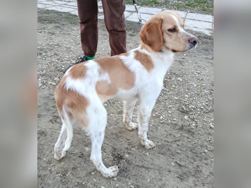 Fenix, fast verhungert