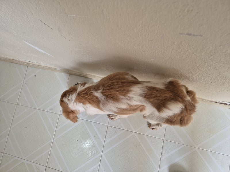 Fenix, fast verhungert