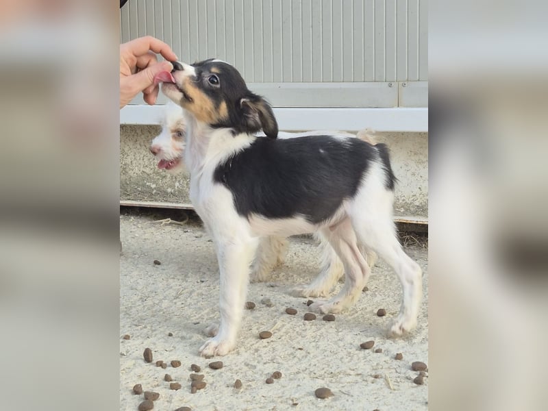 Batman, klein neugierig und voller Lebensfreude