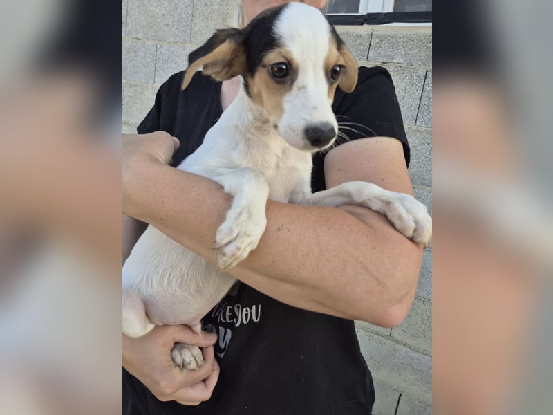 Cosmo, Raus aus dem Tierheim, hinein ins Glück