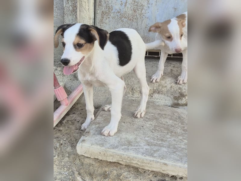 Cosmo, Raus aus dem Tierheim, hinein ins Glück