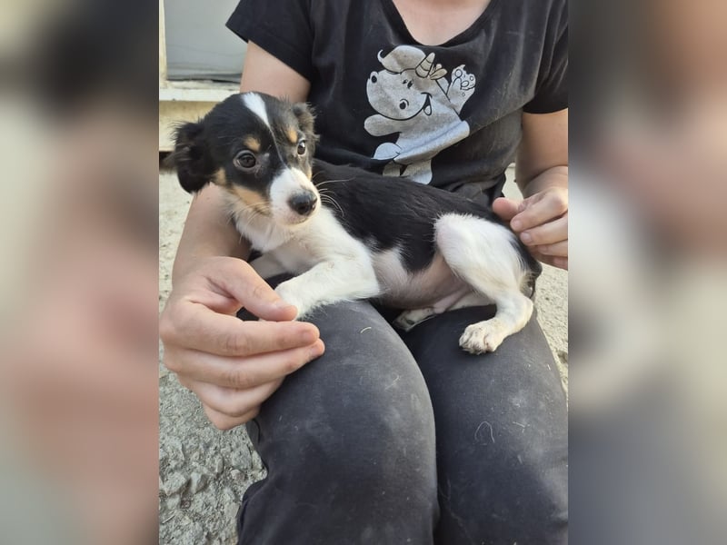 Batman, klein neugierig und voller Lebensfreude