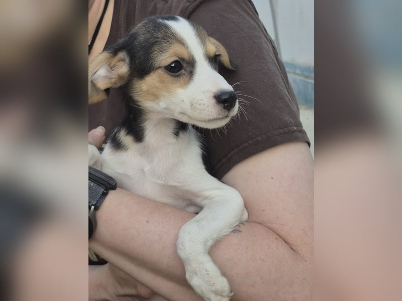 Robin, Ein Herz auf vier Pfoten sucht sein Glück