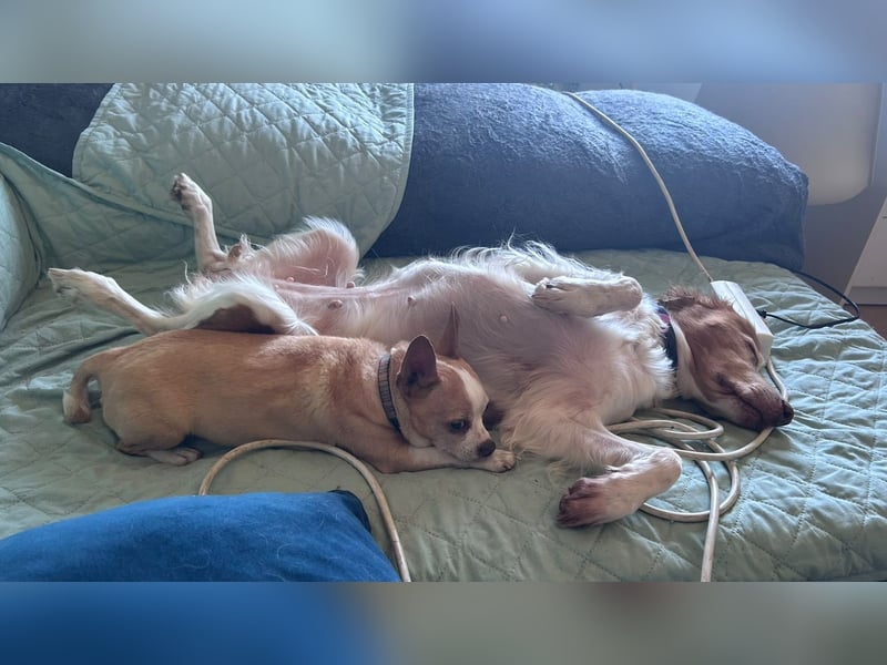 Dama & Coco - Ihr Zuhause haben sie verloren, aber einander dürfen sie niemals verlieren