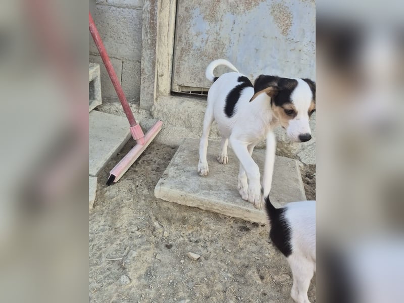 Cosmo, Raus aus dem Tierheim, hinein ins Glück