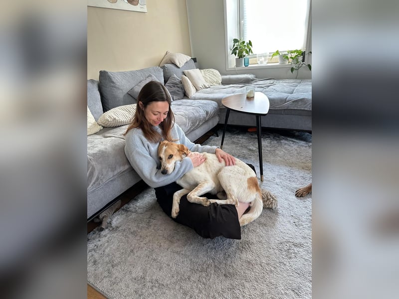 Traumhund Doby sucht seine Familie!