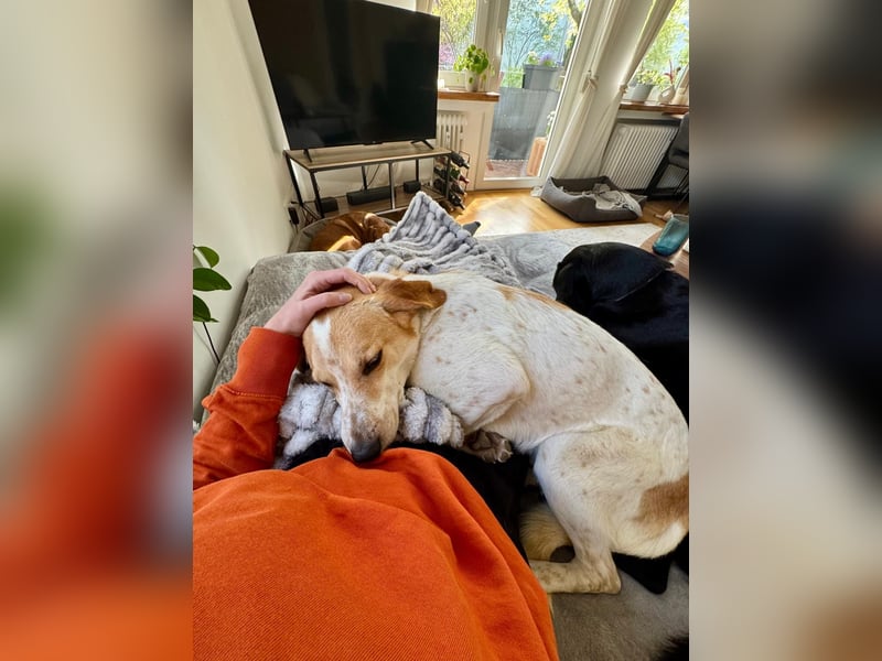 Traumhund Doby sucht seine Familie!