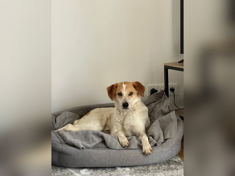 Traumhund Doby sucht seine Familie!