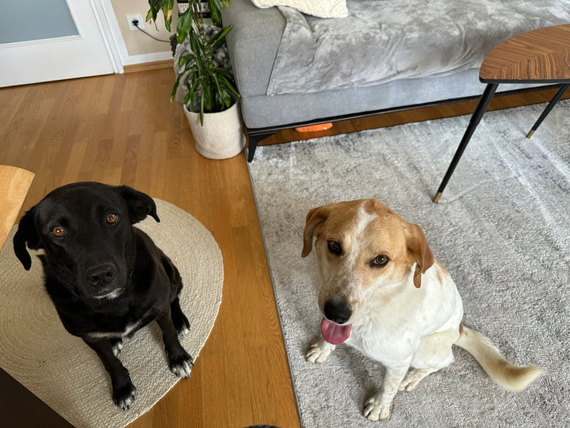 Traumhund Doby sucht seine Familie!