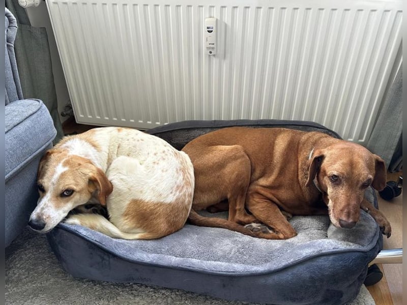 Traumhund Doby sucht seine Familie!