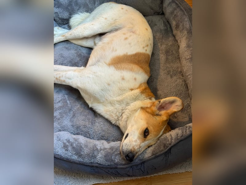 Traumhund Doby sucht seine Familie!